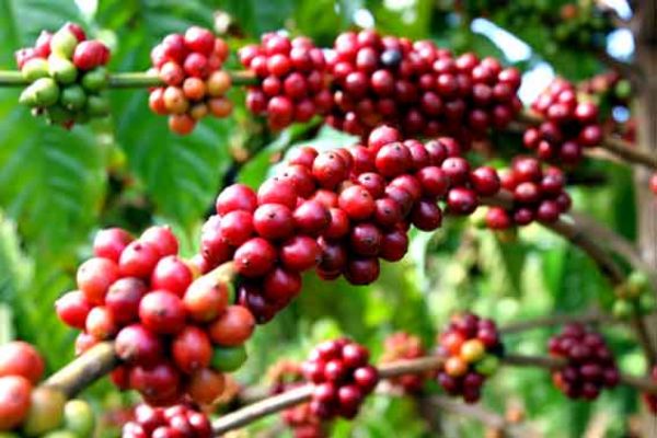 ca-phe-robusta