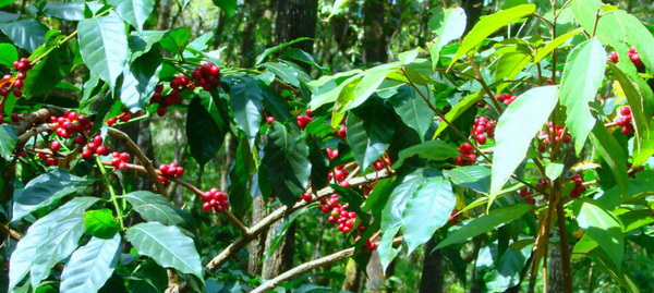 06coffee-plant-with-berries-900x404