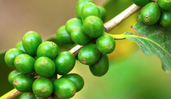 07green-coffee-bean-extract