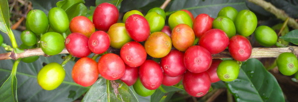 08moka