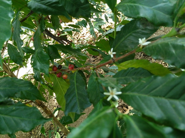 09moka-nang-suat-thap
