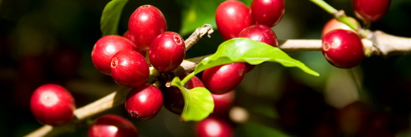 10the-plant-header