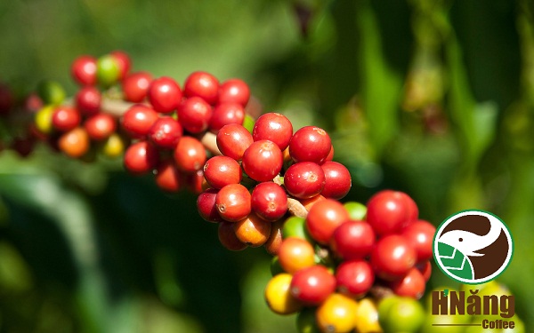 arabica05