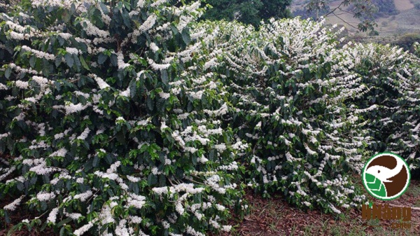 arabica07